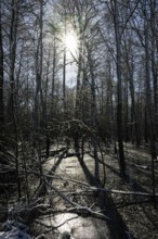 Snow-covered forest alder forest (Alnus glutinosa) with frozen water and trees, sunlight reflected