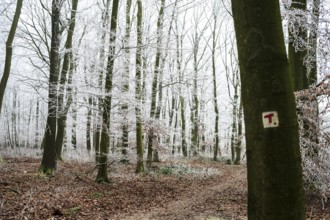 Snow-covered beech forest (Fagus sylvatica) on the Hermannsweg with T markings for Teuto loops,