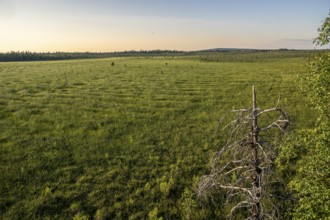 Wide green landscape view over vast moors with a bare tree under clear sky, hiking area near