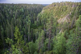 Kallioportti viewpoint in Hossa National Park, dense forest on a hill at dusk with lush greenery