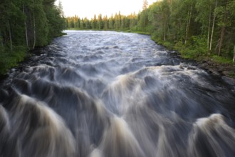 Rapids of the Raudanjoki River surrounded by thick forest, Saarenkylä, Lapland, Finland