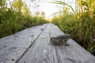 Common toad (Bufo bufo) are on a wooden walkway boardwalk wooden path, near Vianaavan lintutorni,