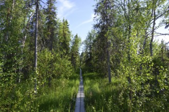 Narrow wooden trail leads through a green birch forest under a blue sky, near Vianaavan Lintutorni,