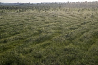 Extensive moorland taken from an elevated position, near Vianaavan Lintutorni, Ravaniemi,