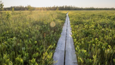 Holzpfad Bohlenweg Holzsteg leads across extensive moors, hiking area near Rovaniemi, Saarenkylä,
