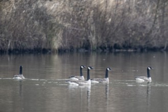 Canada geese (Branta canadensis), Emsland, Lower Saxony, Germany