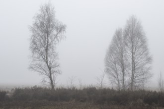 Birches (Betula pendula) in the fog in the moor, Emsland, Lower Saxony, Germany