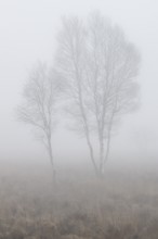 Birches (Betula pendula) in the fog in the moor, Emsland, Lower Saxony, Germany
