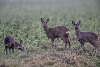 Roe deer (Capreolus capreolus), Emsland, Lower Saxony, Germany