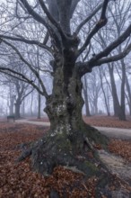 Beech forest (Fagus sylvatica) in the fog, Emsland, Lower Saxony, Germany