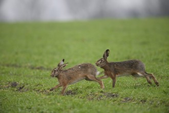 Two brown hares (Lepus europaeus) run across a green meadow. A male hare drives a female hare. The