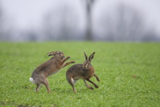 Two hares (Lepus europaeus) playing or fighting with each other on a green meadow, Dümmer nature