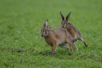 Two hares (Lepus europaeus) in close-up on a green meadow in mating position, Dümmer nature park