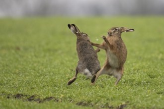 Two hares (Lepus europaeus) playfully compete against each other on a green meadow, Dümmer nature