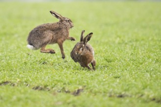 Two hares (Lepus europaeus) jumping happily on a green meadow, Dümmer nature park Park, Lower