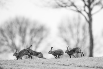 Four brown hares hares (Lepus europaeus) in black and white running across the grass, nature