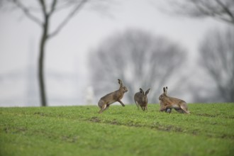 Three hares (Lepus europaeus) in a field, trees in the background, lively spring scene, Dümmer