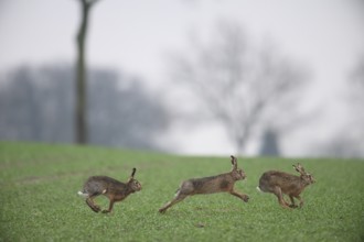 Three brown hares (Lepus europaeus) run across a green meadow. Two male hares are being driven by a