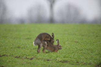 Two brown hares hares (Lepus europaeus) in a meadow in a mating ritual on green grass copula hare