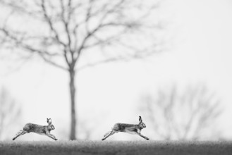 Two brown hares hares (Lepus europaeus) in black and white, running quickly side by side across the
