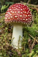 Close-up of a fly agaric (Amanita muscaria) with a red, white speckled cap on the mossy ground of a