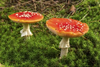Close-up of two fly agarics (Amanita muscaria) with red, white speckled cap on the mossy ground of