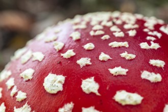 Close-up or macro photograph of the red, white speckled cap of a fly agaric (Amanita muscaria),