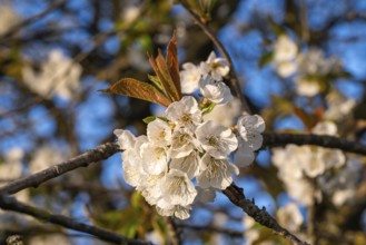 Close-up of the branches of a cherry tree (Prunus avium) with white blossoms during fruit tree