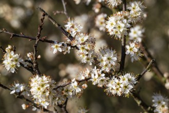 Close-up of the branches of flowering blackthorn or blackthorn (Prunus spinosa) in sunlight,