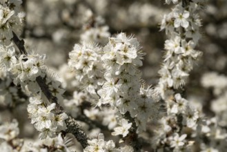 Close-up of branches of flowering blackthorn or blackthorn (Prunus spinosa) with white flowers