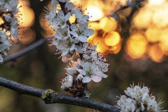 Close-up of the branches of flowering blackthorn or blackthorn (Prunus spinosa), backlight shot