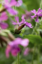 Close-up of a red campion (Silene dioica) with pink flower in front of blurred green foliage in a