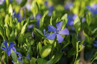 Close-up of Lesser periwinkle (Vinca minor) with blue-violet flowers in spring, Germany