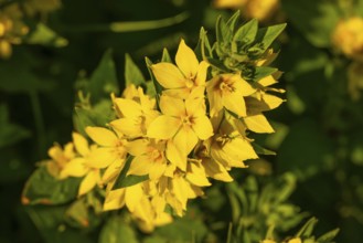 Yellow inflorescence of spotted loosestrife (Lysimachia punctata), Germany