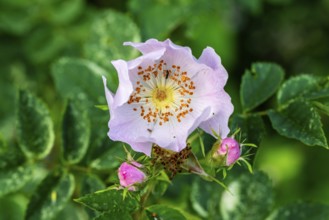 Close-up of the pink flower of a dog rose (Rosa canina) in front of green foliage, Germany