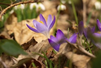 Close-up of the purple flowers of the spring crocus (Crocus vernus) between dry leaves, in the