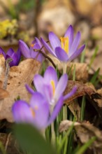 Close-up of the purple flowers of the spring crocus (Crocus vernus) between dry leaves in spring,
