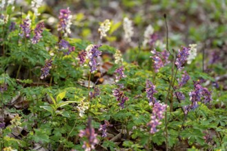 Hollow larkspur (Corydalis cava) with white and purple flowers in atmospheric light in a forest in