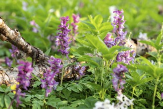 Hollow larkspur (Corydalis cava) with white and purple flowers in a forest in spring, Lower Saxony,
