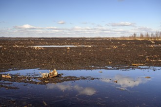 Mariendrebber, Drebber, NiedersacabgePeaty Hoochmoor Schwarztorf in cloudy skies with earthy colors