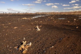 Peated hoochmoor black peat in cloudy skies with earthy colors and natural texture, Diepholzer