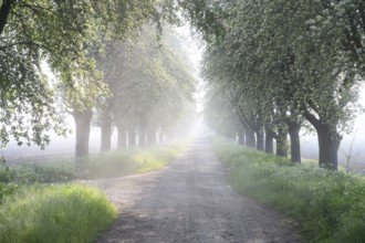 A misty morning path lined with trees, soft light creates a calm and peaceful atmosphere Mulberry