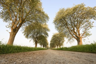 A rural path lined with green trees of a mulberry tree avenue (Morus spec.), Bohmte, Lower Saxony,