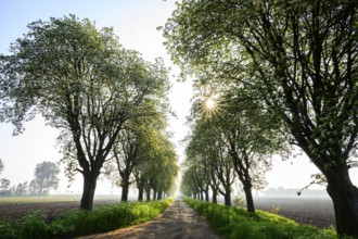 A tree-lined country road with sunbeams shining through the foliage. Peaceful rural scene in the