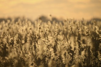 Reed field Reed reeds in the warm light of sunset with golden atmosphere, Lembruch, Lower Saxony,