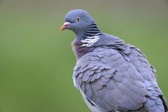 Close-up of a wood pigeon (Columba palumbus) against a blurred background, Dümmer nature park Park,