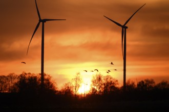 Wind turbines and flying birds geese in front of an orange sunset, silhouettes of wind turbines in