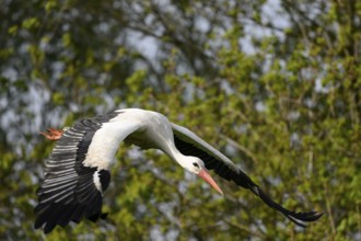 Stork White stork (Ciconia ciconia) in flight over a wooded landscape with outstretched wings,