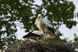 Two storks White storks (Ciconia ciconia) on a nest in front of a green foliage background under a