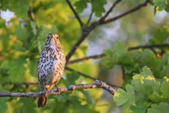 Singing bird Song Thrush (Turdus philomelos) on a branch, surrounded by fresh green leaves, Dümmer